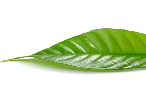 Green leaf isolated on white background Stock Photos