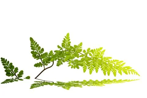Green leaf isolated on a white background Foto stock