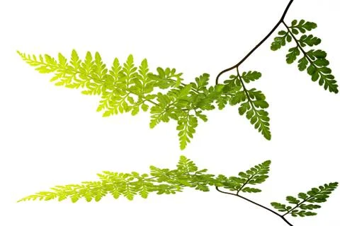 Green leaf isolated on a white background Foto stock