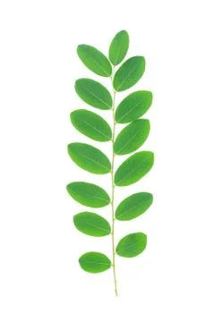 Green leaf isolated on white background, Moringa leaves Stock Photos
