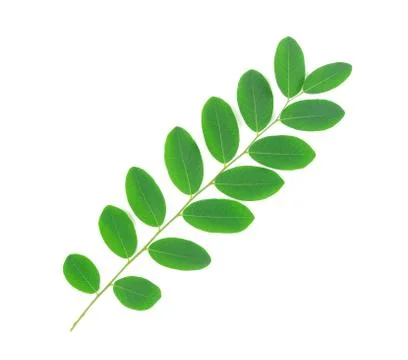 Green leaf isolated on white background, Moringa leaves Stock Photos