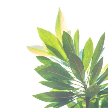 Green leaf isolated on white background Stock Photos