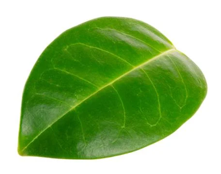 Green leaf isolated on white background Stock Photos