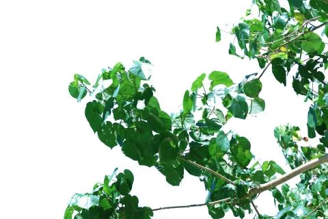 Green leaf isolated on white background. Foto stock