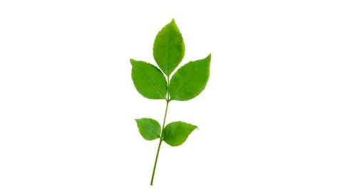 Green leaf isolated on white background 库存照片