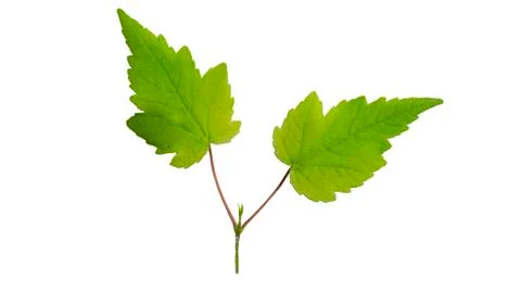 Green leaf isolated on white background 库存照片