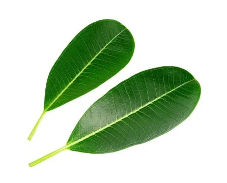 Green leaf isolated on white background Stock Photos