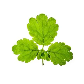Green leaf isolated on white background 库存照片