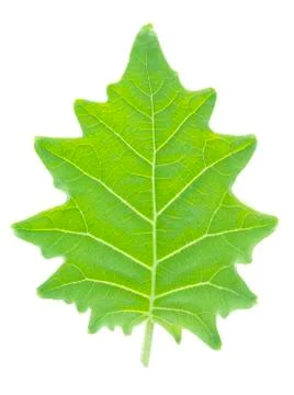 Green leaf isolated on white background Stock Photos