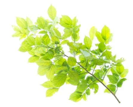 Green leaf isolated on white background Stock Photos
