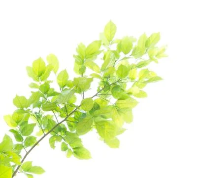 Green leaf isolated on white background Stock Photos
