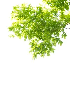 Green leaf isolated on white background Stock Photos
