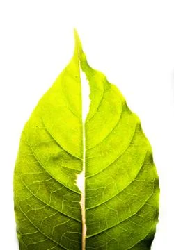Green leaf isolated on white background, leaf texture macro close-up. Stock Photos