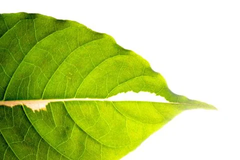 Green leaf isolated on white background, leaf texture macro close-up. Foto stock