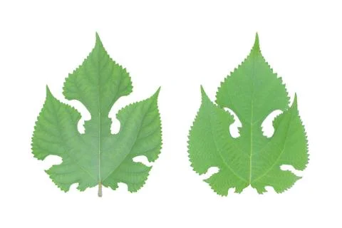 Green leaf isolated on white background. Stock Photos