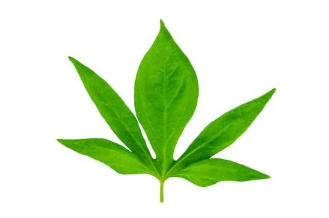 Green leaf isolated on a white background Stock Photos