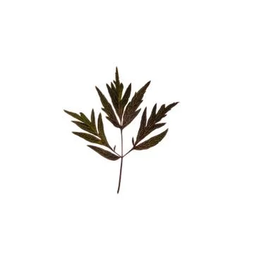 Green leaf isolated on white background 스톡 사진