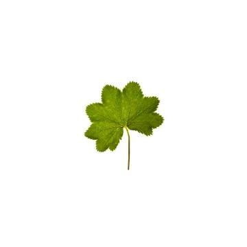 Green leaf isolated on white background 스톡 사진
