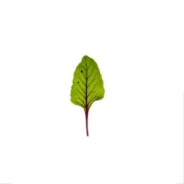 Green leaf isolated on white background Stockfoto's