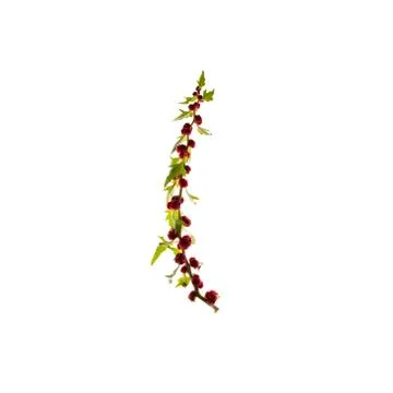 Green leaf isolated on white background 스톡 사진