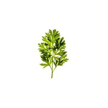 Green leaf isolated on white background 스톡 사진
