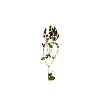 Green leaf isolated on white background Stockfoto's