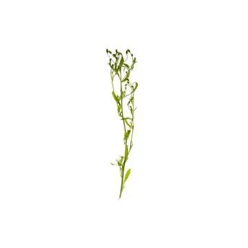 Green leaf isolated on white background 스톡 사진