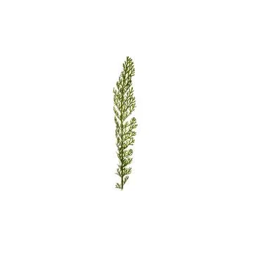 Green leaf isolated on white background 스톡 사진
