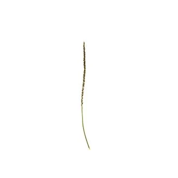 Green leaf isolated on white background Stock Photos