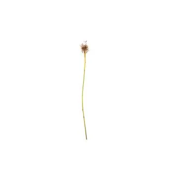 Green leaf isolated on white background 库存照片