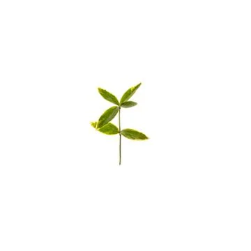 Green leaf isolated on white background 스톡 사진