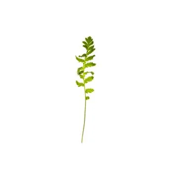 Green leaf isolated on white background Stock Photos