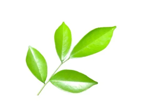 Green leaf isolated on white background, clipping path. Stock Photos