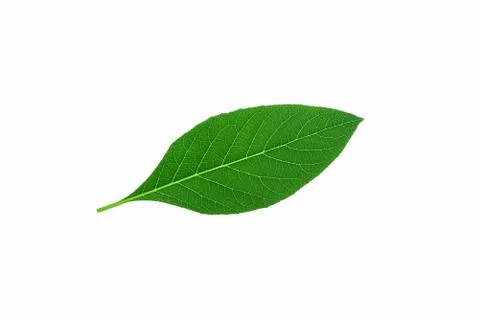 Green Leaf Isolated on White Background. Stock Photos