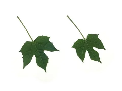 Green leaf. Isolated on white background Stock-Fotos