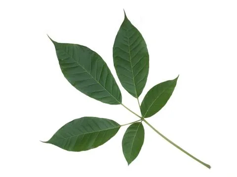 Green leaf. Isolated on white background Stock Photos