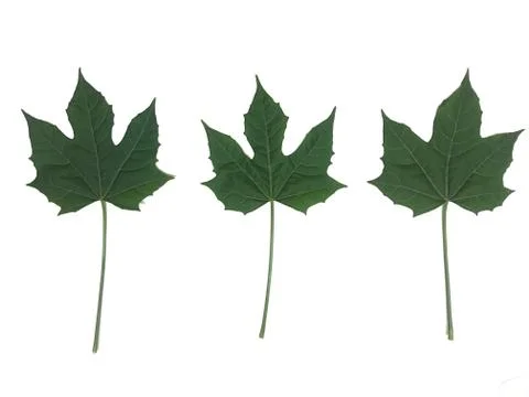 Green leaf. Isolated on white background Stock Photos