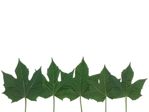 Green leaf. Isolated on white background Stock Photos