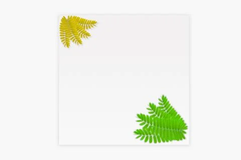 Green leaf isolated on white background Stock Photos