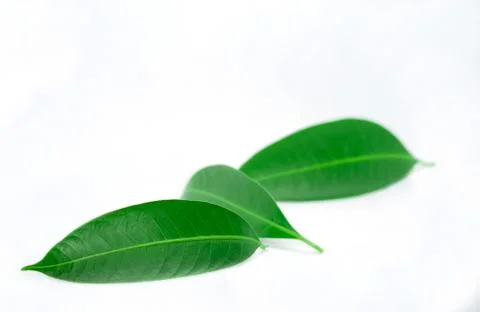 Green leaf isolated on white background Stock Photos