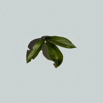 Green leaf isolated on white background Stock Photos