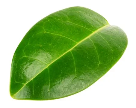 Green leaf isolated on white background Stock Photos