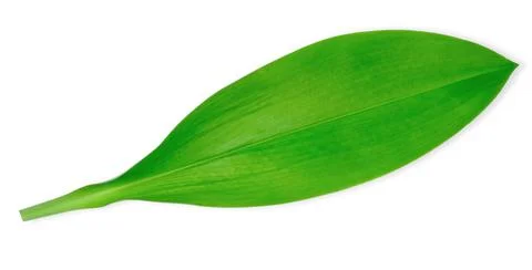 Green leaf isolated on white background Stock Photos