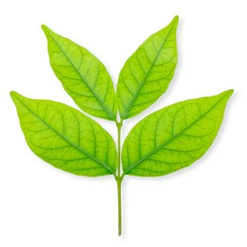 Green leaf isolated on white background Stock Photos