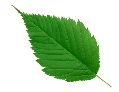 Green leaf isolated on white background Stock Photos