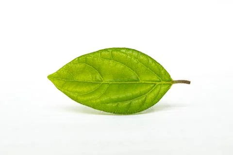 Green leaf isolated on white background Stock Photos