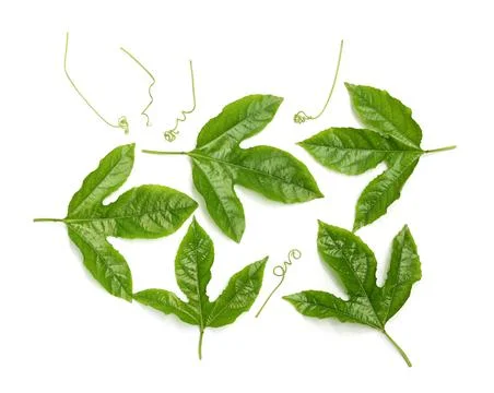 Green leaf isolated on white background Foto stock