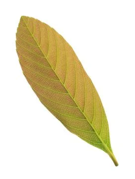 Green leaf isolated on white background Foto stock