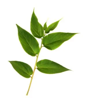 Green leaf isolated on white background Stock Photos