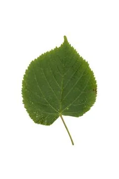 Green Leaf Isolated on White Background. Stock Photos